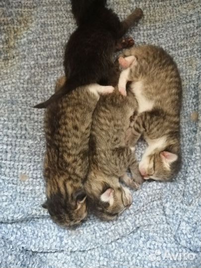 Котята от сибирской кошки