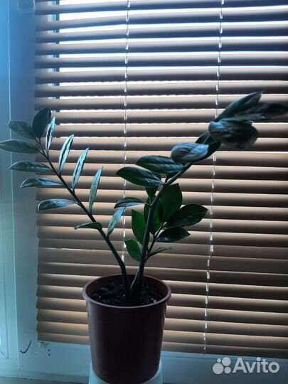 Замиокулькас