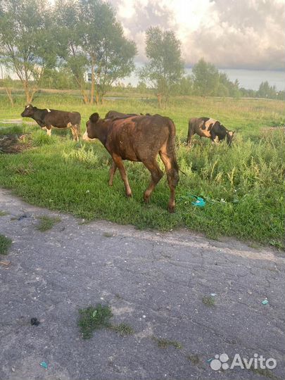 Коровы и телки