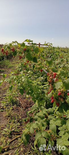 Саженцы ремонтантной малины Пингвин, Нижегородец