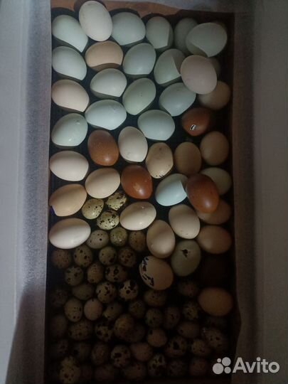 Инкубационное яйцо