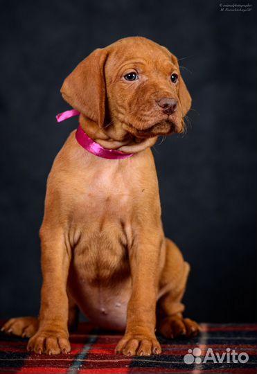 Венгерская выжла щенки