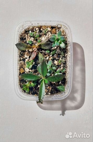 Мини садик, суккуленты набором микс, флорариум