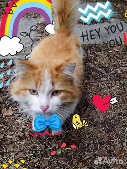 Котик малыш Рыжик ищет семью