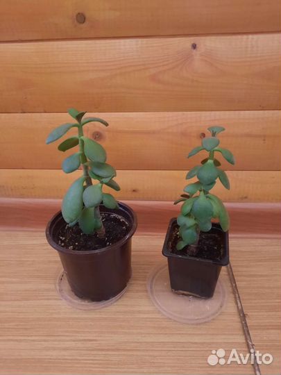 Денежное дерево (толстянка)