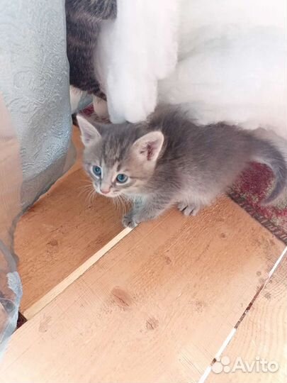 Котята