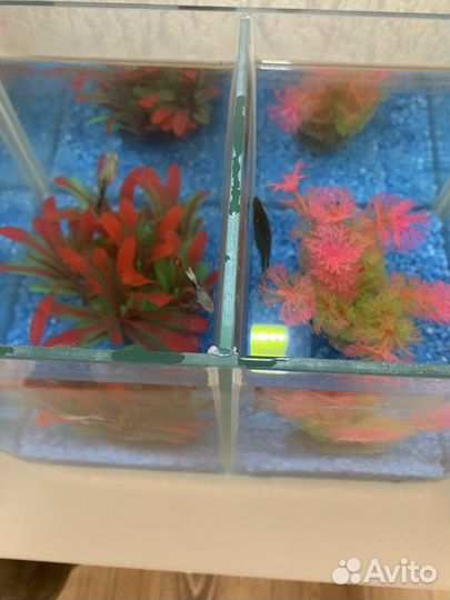 Аквариум, отсадник для петухов