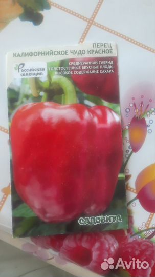 Рассада сладкого перца