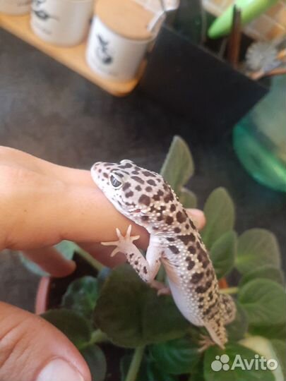 Геккон, эублифар