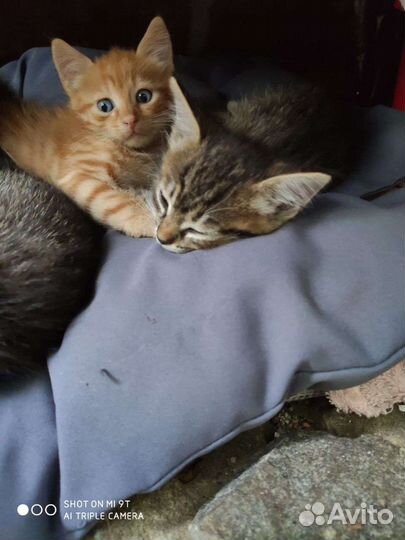 Котята в добрые руки бесплатно