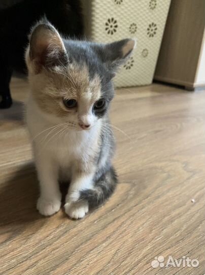 Котята в добрые руки даром