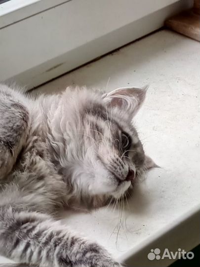 Кошечка в добрые руки