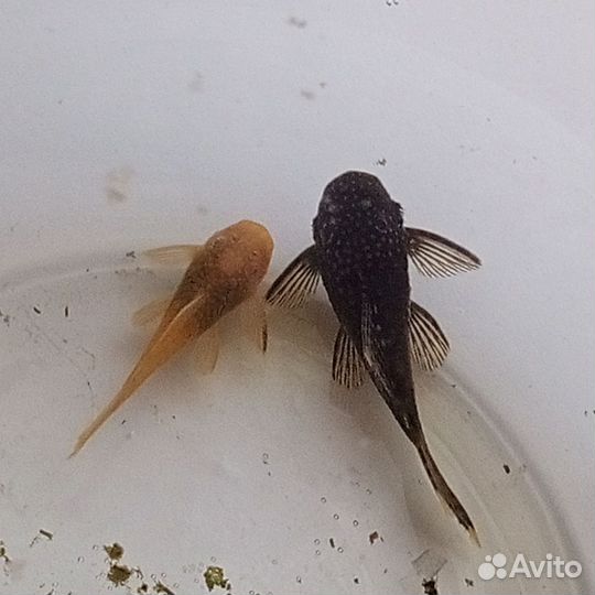 Сомики анциструсы бесплатно