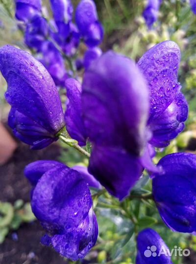 Многолетники (саженцы)