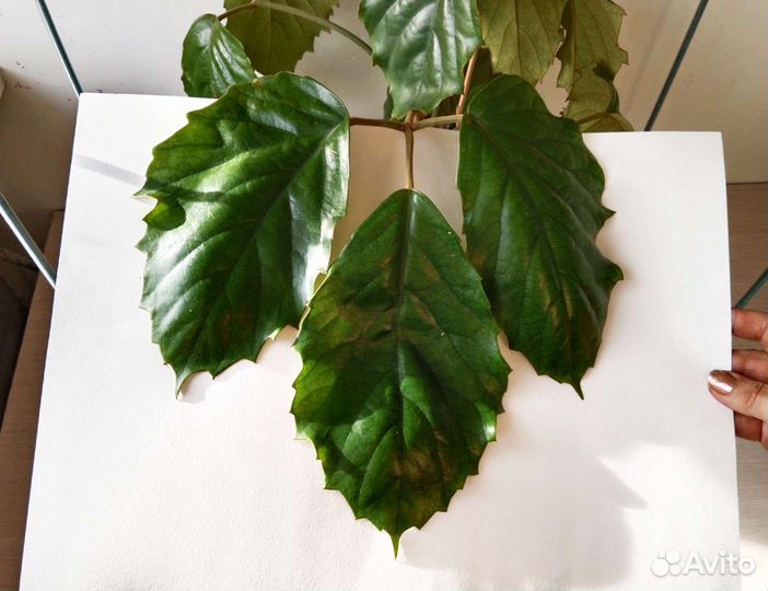 Тетрастигма — лиана