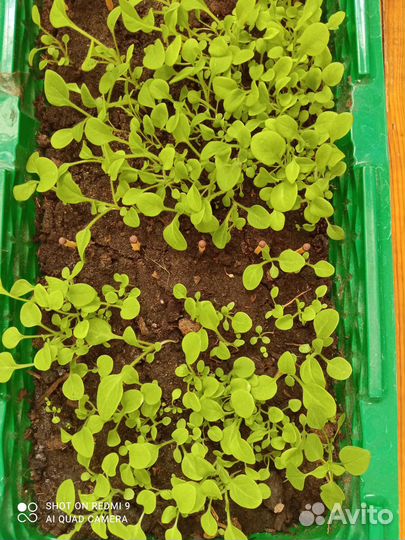 Рассада петунии