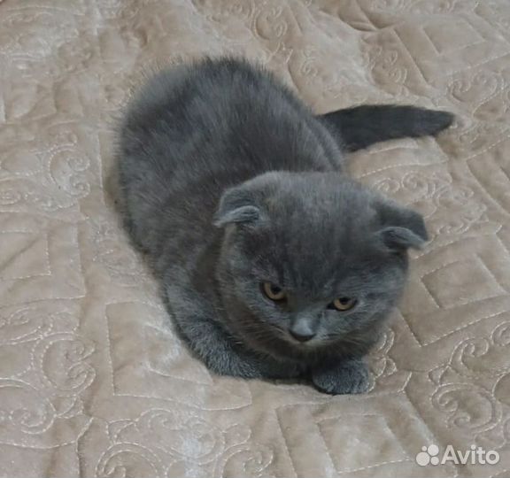 Британские котята