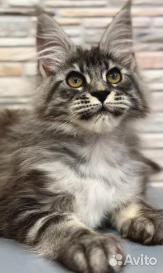 Котята мейн-кун
