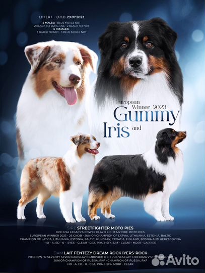 Щенки аусси австралийская овчарка