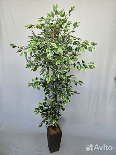 Искусственное дерево, фикус декоративный
