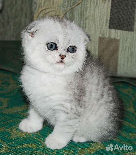 Шотландские котята вислоухие