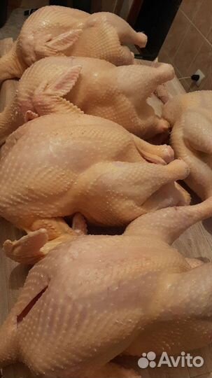 Индюки и индюшки