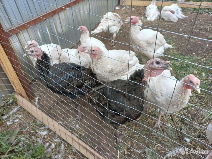 Мясо домашней птицы