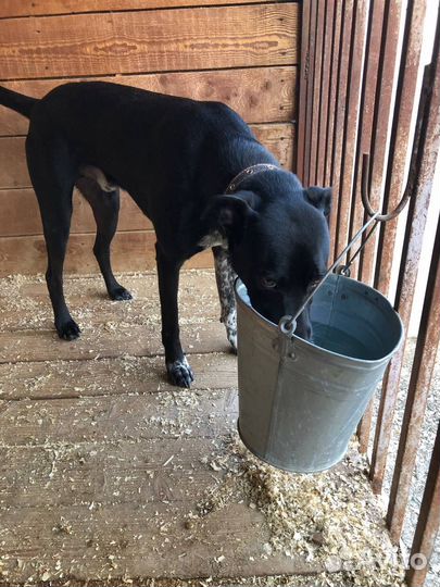 Витас грустит в приюте Некрасовка