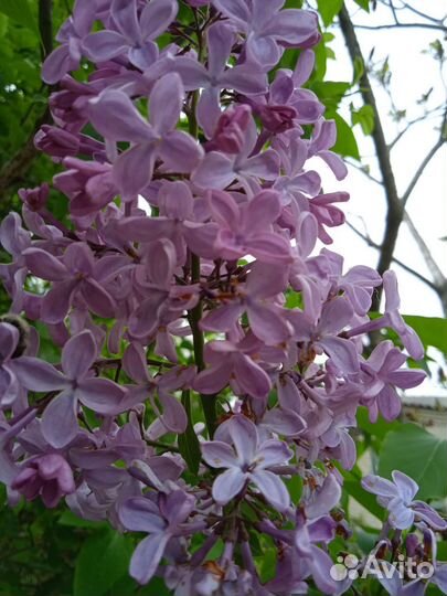 Саженцы сирени