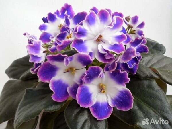 Фиалка стартер