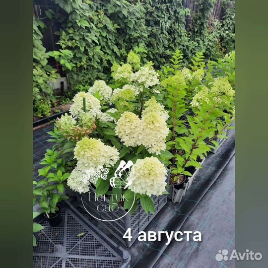 Гортензия метельчатая