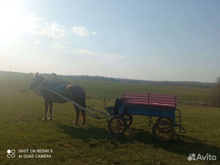 Экипаж для лошади