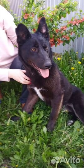 Собака В дом