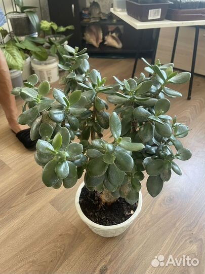 Комнатные растения цветы продам