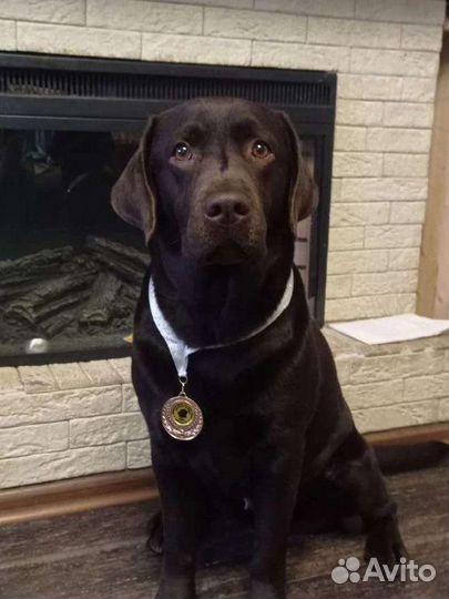 Щенки лабрадора