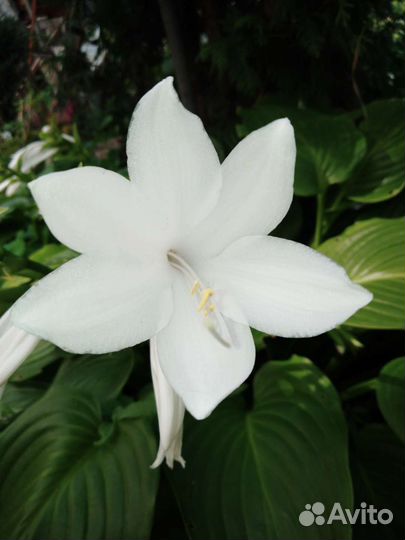 Королевская хоста