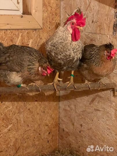 Инкубационное яйцо породистых кур