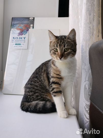 Передержка кошек / Пристроить кота на время