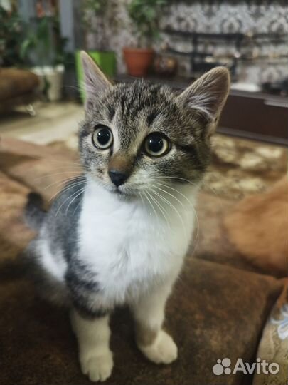 Котёнок в добрые руки