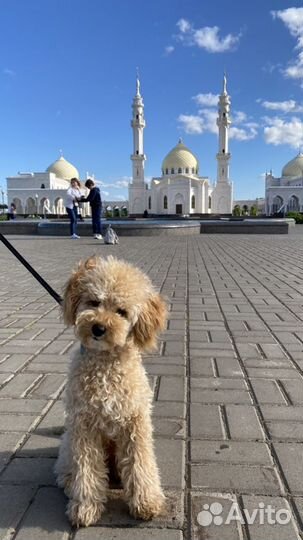 Той-пудель мальчик вязка