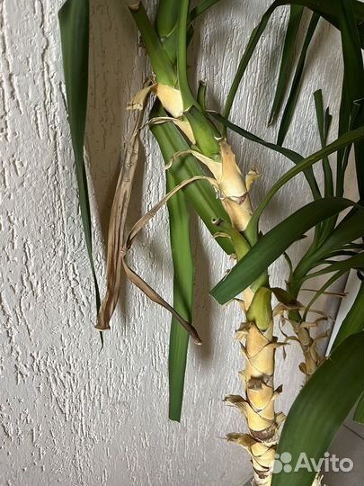 Драцена / юкка