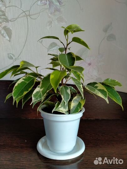 Фикус Бенджамина