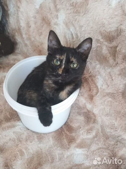 Девочка-черепашка ищет дом (из приюта)