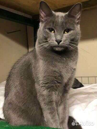 Кошечка 1,5 года,Русская голубая