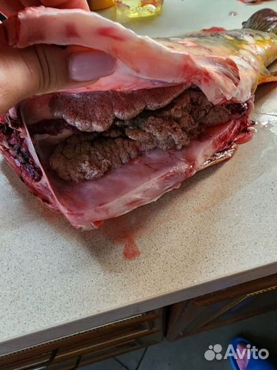 Карп живой горбатый