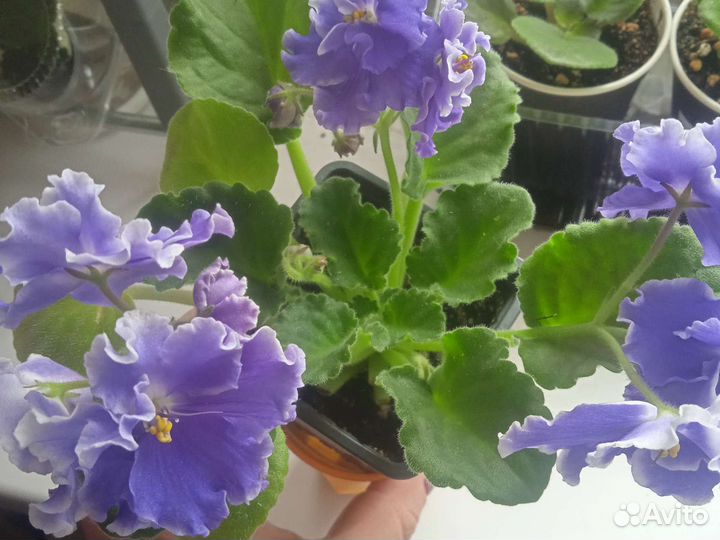 Стартеры сортовых фиалочек