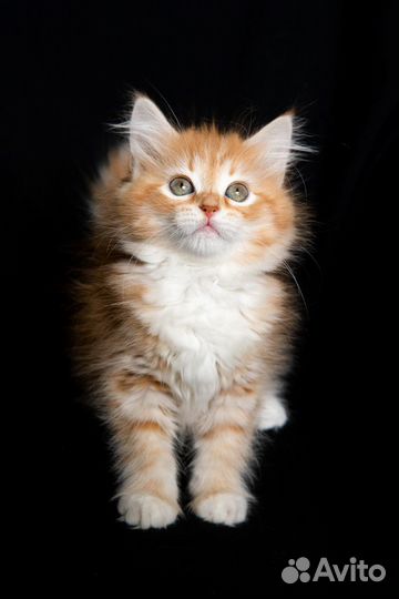 Чистопородные сибирские котята