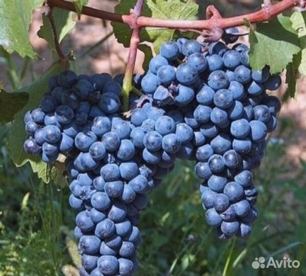 Виноград, вишня, шелковица и др