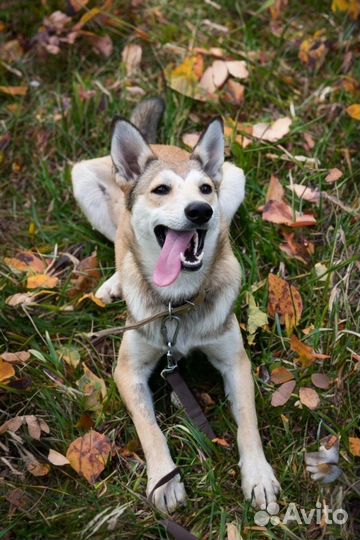 Щенки бесплатно