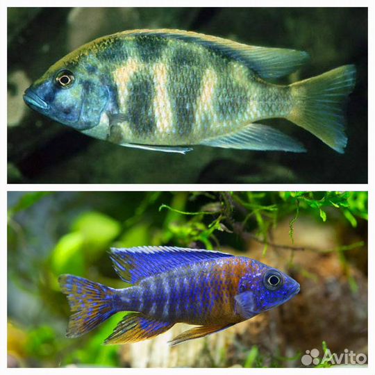 Цихлиды оз.Малави